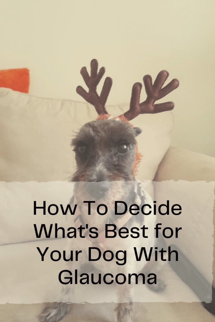 How To Decide What's Best for Your Dog With Glaucoma - The Byas Life