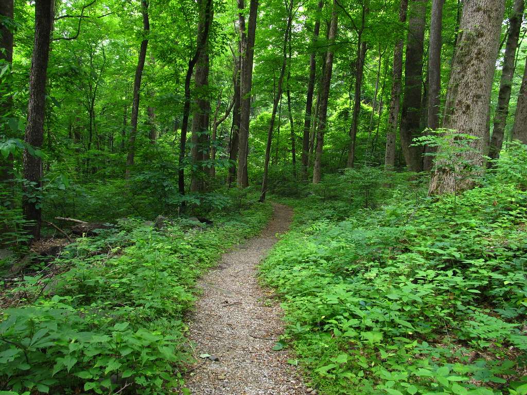 Exploring the Great Smoky Mountains: Unforgettable Short Hiking Trails ...